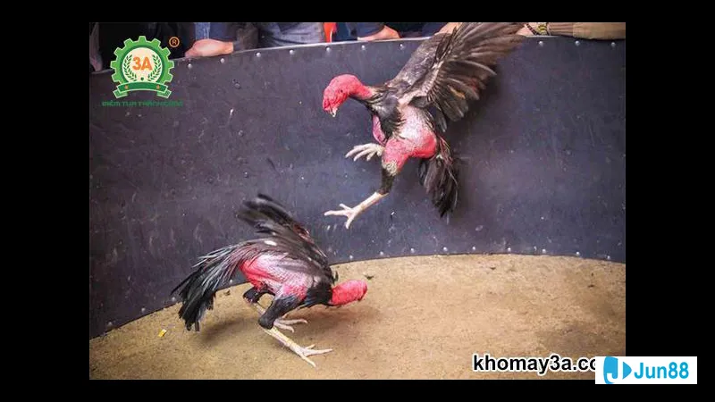 Tập luyện để nâng cao sức khỏe