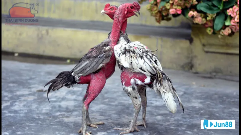 Kỹ thuật đổ gà dạng lai cuốn Kỹ thuật đổ gà dạng lai cuốn