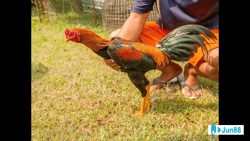 Gà mồng trà đậm màu với bộ lông Gà mồng trà đậm màu với bộ lông