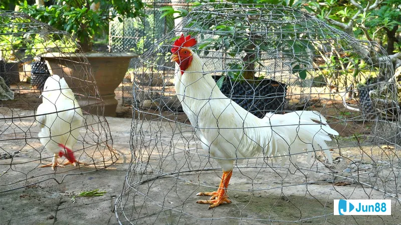Gà ngoại nhập gây chú ý tại triển Gà ngoại nhập gây chú ý tại triển