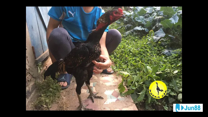 Đá dọc trên bãi biển Đá dọc trên bãi biển